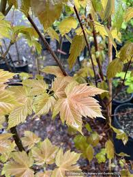 Attēlu rezultāti vaicājumam “Acer pseudoplatanus fo. purpurascens flower”