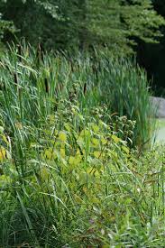 Attēlu rezultāti vaicājumam “Typha latifolia leaf”