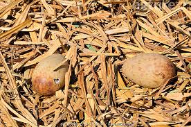 Attēlu rezultāti vaicājumam “Grus grus eggs”