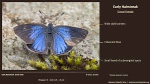 Attēlu rezultāti vaicājumam “Reticularia jurana young”