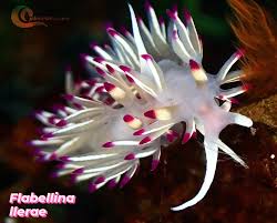 Image result for Diplodus cadenati