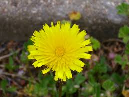 Attēlu rezultāti vaicājumam “Leontodon hispidus”