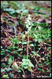 Attēlu rezultāti vaicājumam “Goodyera repens flower”