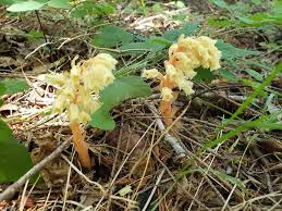 Attēlu rezultāti vaicājumam “Monotropa hypopitys”