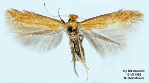 Attēlu rezultāti vaicājumam “Tischeriidae”