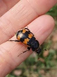 Attēlu rezultāti vaicājumam “Nicrophorus vespillo”