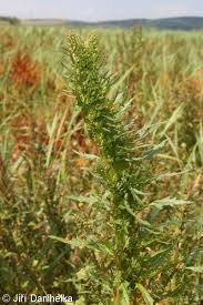 Attēlu rezultāti vaicājumam “Chenopodium rubrum leaf”