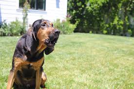 Image result for Carlisle BloodHounds