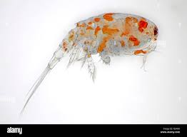 Attēlu rezultāti vaicājumam “Copepoda”