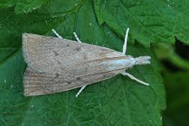 Attēlu rezultāti vaicājumam “Calamotropha paludella”