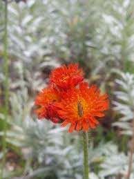 Attēlu rezultāti vaicājumam “Pilosella aurantiaca flower”