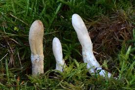 Attēlu rezultāti vaicājumam “Podostroma leucopus”