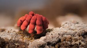 Attēlu rezultāti vaicājumam “Arcyria incarnata spores”