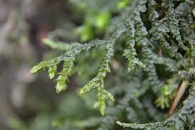 Attēlu rezultāti vaicājumam “Lophocolea bidentata”