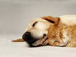 Free wallpaper Sleeping cat and dog pets backgrounds
