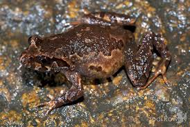 Attēlu rezultāti vaicājumam “Cladopodiella francisci macro”