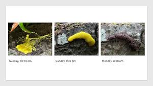 Attēlu rezultāti vaicājumam “Stemonitis lignicola stalked”