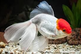 Attēlu rezultāti vaicājumam “Carassius auratus”