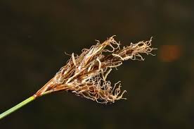 Attēlu rezultāti vaicājumam “Carex praecox”