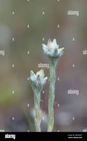 Attēlu rezultāti vaicājumam “Filago arvensis”