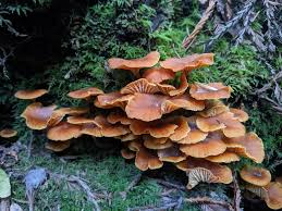 Attēlu rezultāti vaicājumam “Xeromphalina campanella”