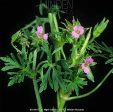 Attēlu rezultāti vaicājumam “Geranium dissectum leaf”
