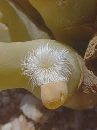 Attēlu rezultāti vaicājumam “Diderma umbilicatum stalked”