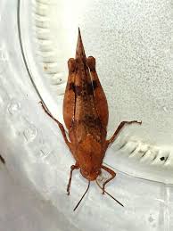 Attēlu rezultāti vaicājumam “Oedipoda caerulescens”