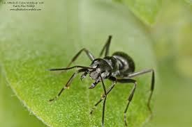 Attēlu rezultāti vaicājumam “Formicidae”