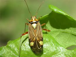 Attēlu rezultāti vaicājumam “Rhabdomiris striatellus”