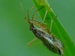 Attēlu rezultāti vaicājumam “Nabidae”