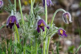 Attēlu rezultāti vaicājumam “Pulsatilla pratensis flower”