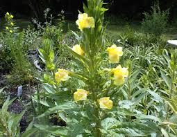 Image result for Oenothera biennis