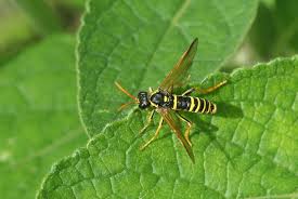 Attēlu rezultāti vaicājumam “Tenthredo mandibularis”