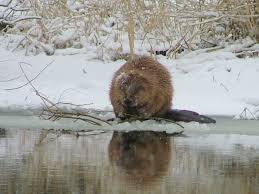 Attēlu rezultāti vaicājumam “Castor fiber”