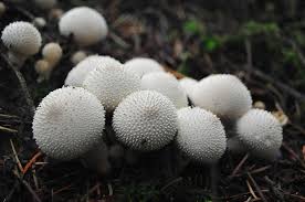 Attēlu rezultāti vaicājumam “Lycoperdon perlatum”