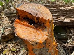 Attēlu rezultāti vaicājumam “Didymium verrucisporum stalked”