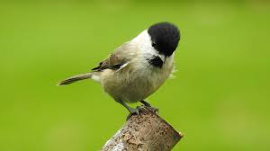 Attēlu rezultāti vaicājumam “Poecile palustris”