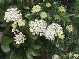 Attēlu rezultāti vaicājumam “Cenolophium denudatum”