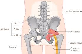 Attēlu rezultāti vaicājumam “Cribraria piriformis”