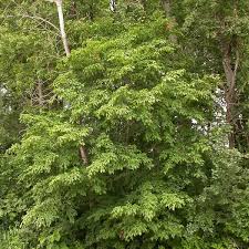 Attēlu rezultāti vaicājumam “Carpinus caroliniana male flower”