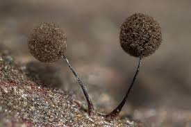 Attēlu rezultāti vaicājumam “Comatricha laxa”