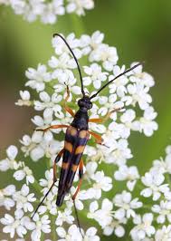 Attēlu rezultāti vaicājumam “Strangalia attenuata”