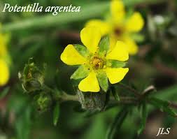 Attēlu rezultāti vaicājumam “Potentilla argentea flower”