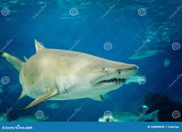 Image result for Carcharias taurus