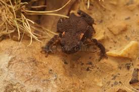 Attēlu rezultāti vaicājumam “Bufo bufo juvenile”