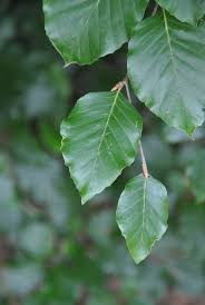 Attēlu rezultāti vaicājumam “Fagus sylvatica”