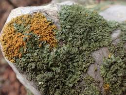 Attēlu rezultāti vaicājumam “Caloplaca saxicola”