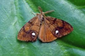 Attēlu rezultāti vaicājumam “Orgyia antiqua”