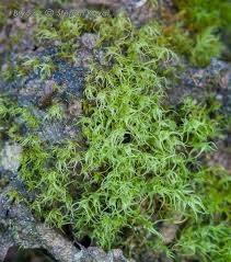 Attēlu rezultāti vaicājumam “Dicranella schreberiana”